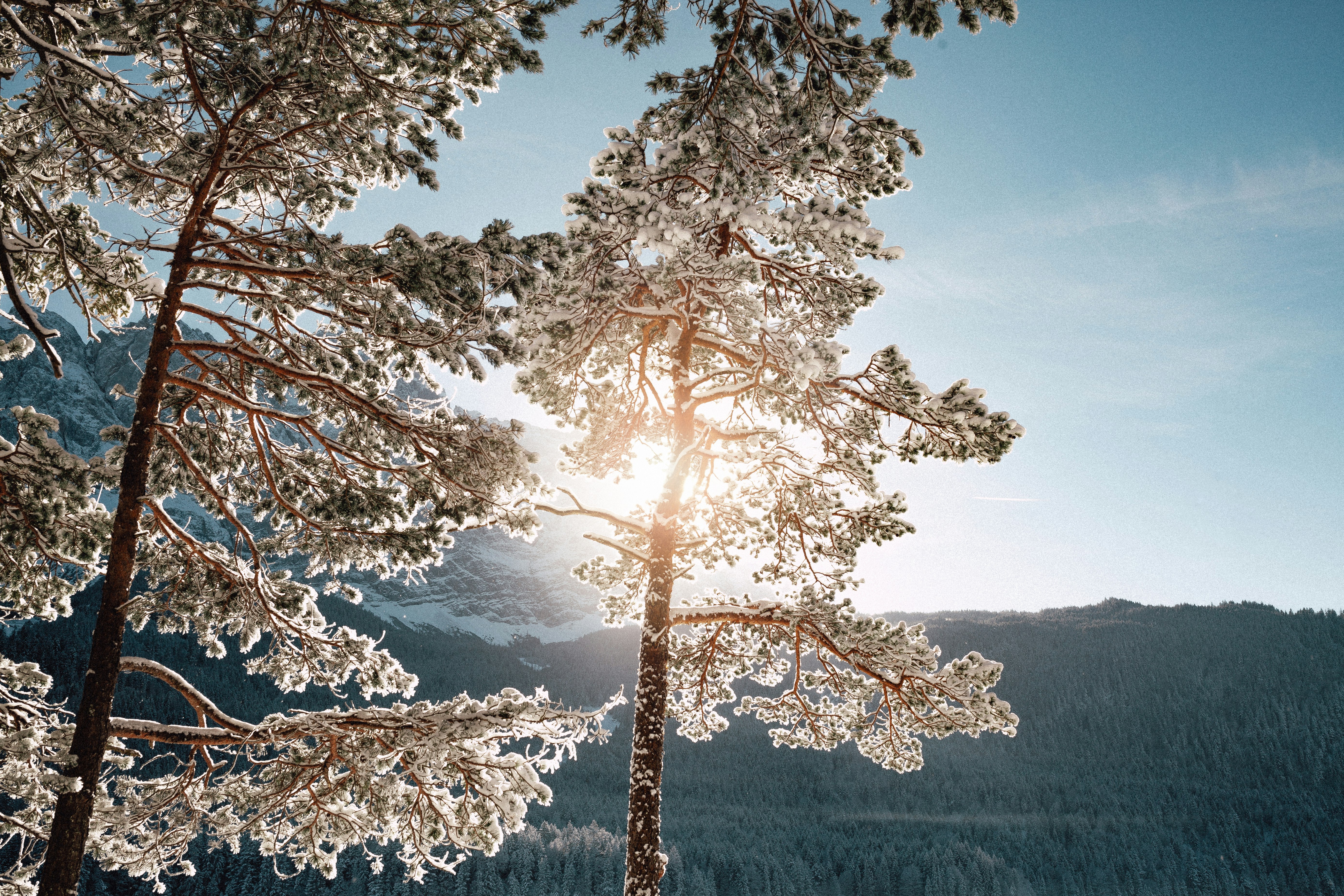 photo of white flowering tree